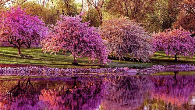 pink_blossom_spring…